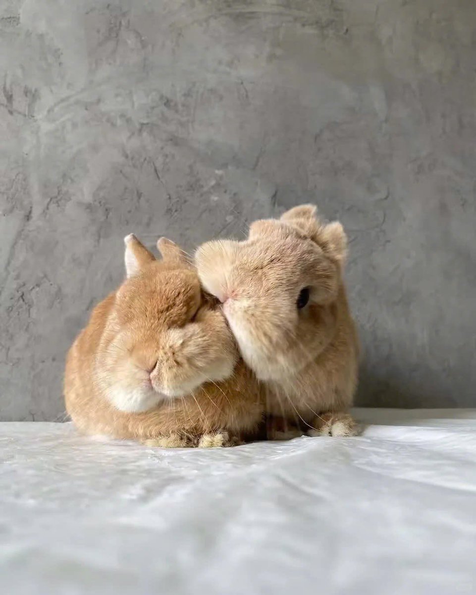 Why you should have a rabbit (@shouldhaverabit) on Twitter photo 