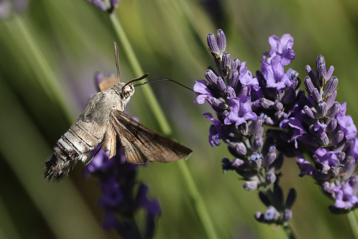 Hummingbird Hawkmoth on my Lavender