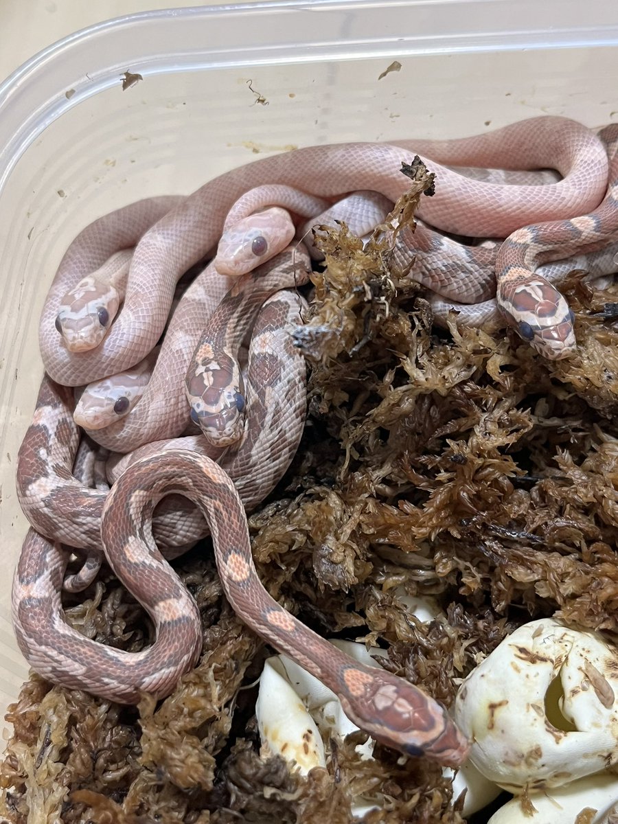 時間が足りない…眠い…😪まだまだ仕分けなければ💪
 #コーンスネーク #フトアゴ #爬虫類好き #Port