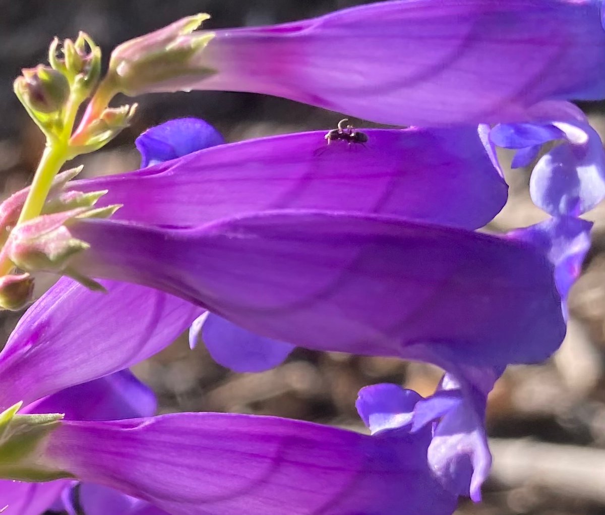 wildcreativity's tweet image. Purple penstemon
all aglow
with the setting sun.
#Only8Words