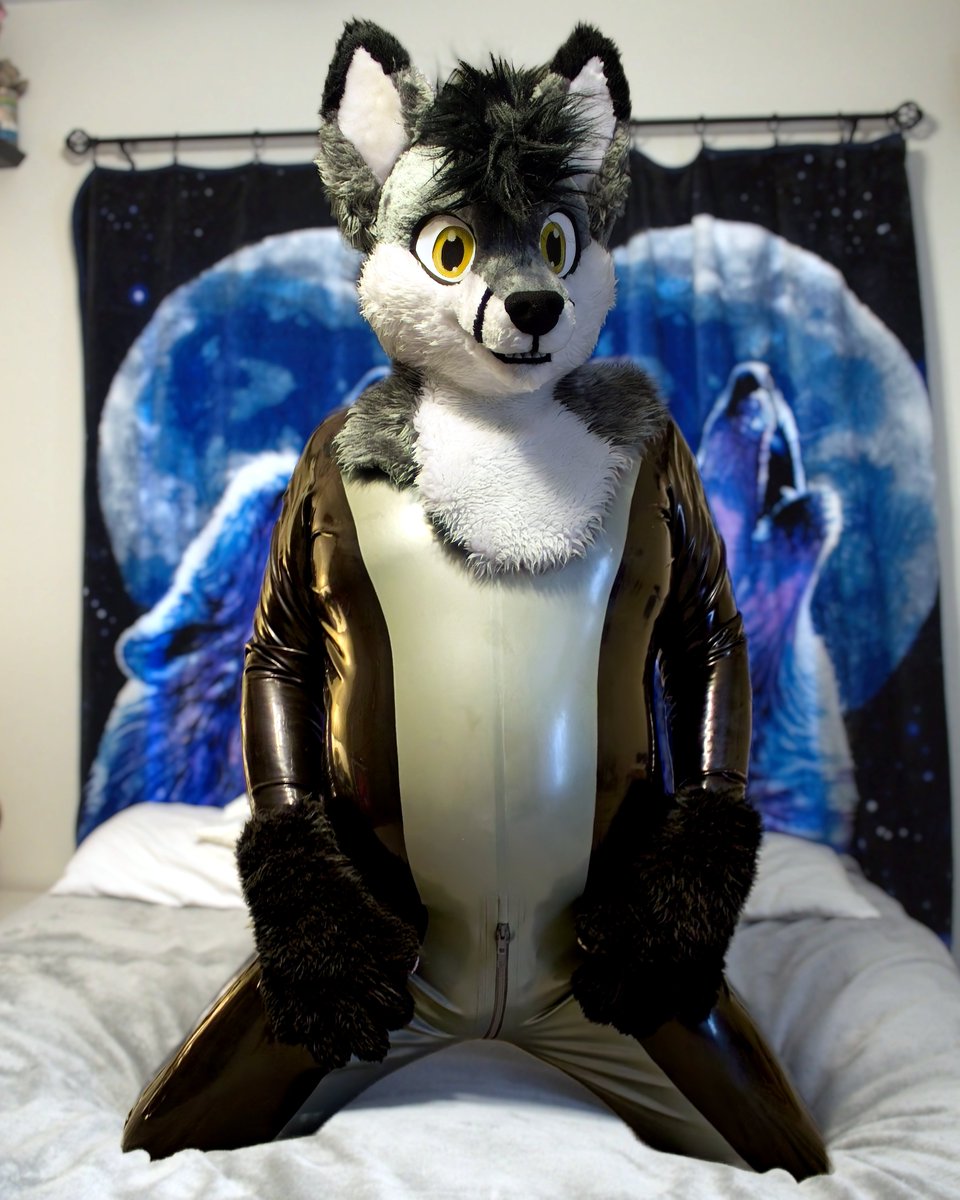 Tasper Husky (@tasperhusky) on Twitter photo I may not be at <a href="/anthrocon/">Anthrocon, Inc.</a> this year but, I can still celebrate #ShinySaturday at home! #Rubberfur #LatexFur #latexcatsuit I may not be at <a href="/anthrocon/">Anthrocon, Inc.</a> this year but, I can still celebrate #ShinySaturday at home! #Rubberfur #LatexFur #latexcatsuit