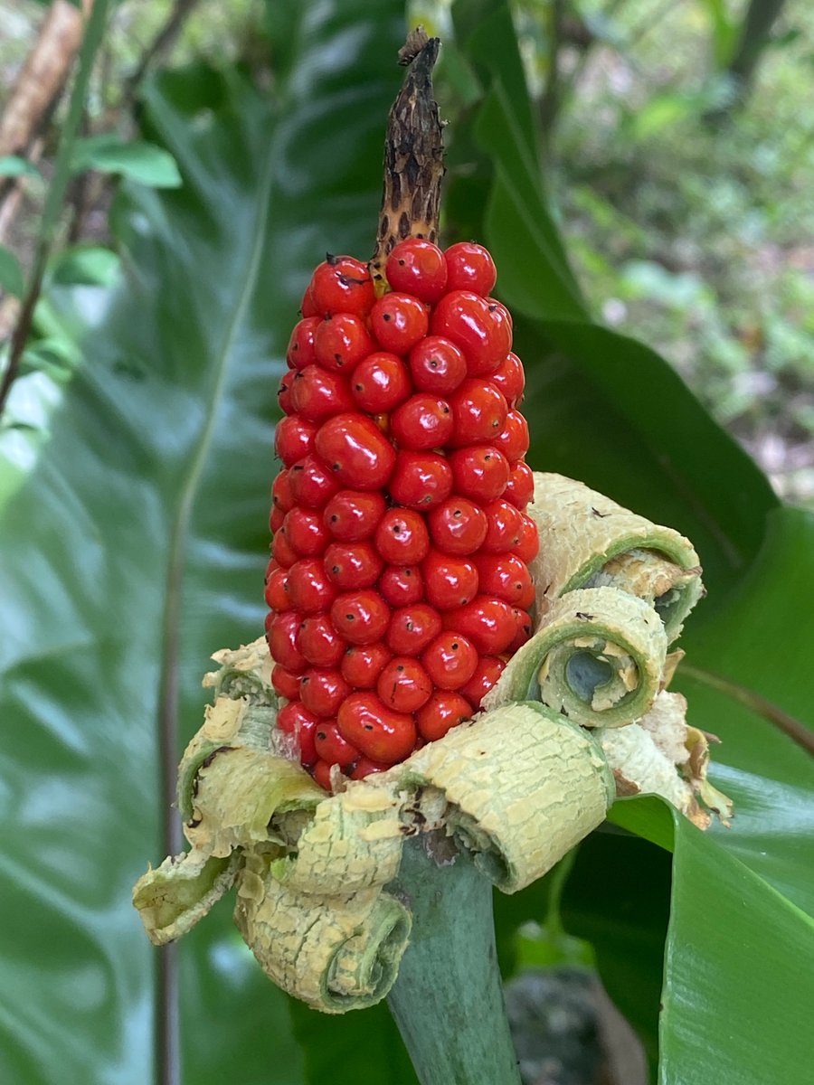 Dripping guanyin, looks beautiful but it is poisonous.