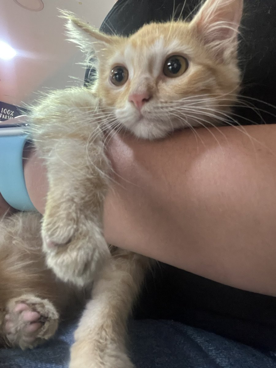 En adopción hembra 2/3 meses mega amorosa chiquita , alguien se anima??? <a href="/MascotasSismo/">Mascotas Sismo</a> <a href="/perrososmx/">🅿🅴🆁🆁🅾🆂🅾🆂🅼🆇</a> <a href="/U_PLATEROS/">UH Plateros</a> <a href="/mayumiguillen/">Mayú Guillén 🇲🇽🇺🇦</a> <a href="/gatos_en/">Gatos en adopcion</a> <a href="/Lacasadelsalchi/">La casa del perro Salchicha CDMX</a> <a href="/firulaisasalvo/">Firulais a salvo</a>