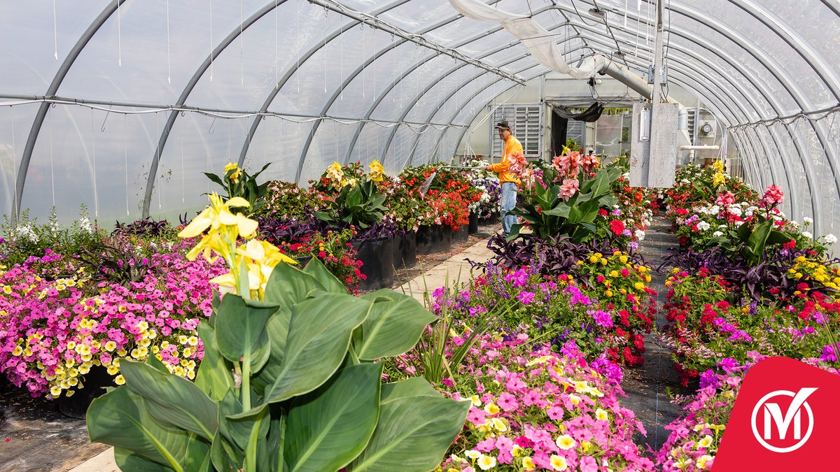 Our City staff work hard behind the scenes to grow, plant, and care for the stunning floral displays you see in the planters, hanging baskets and flower beds across the community. From greenhouse to garden, they help bring that special summertime feeling to life.

#MarkhamIsMore