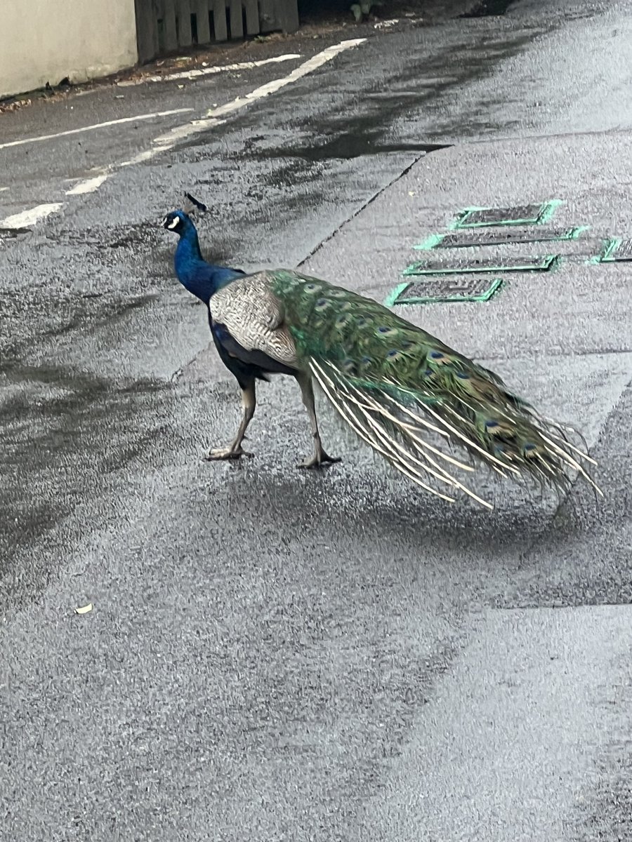 Spotted while out dog-walking today! 🤔