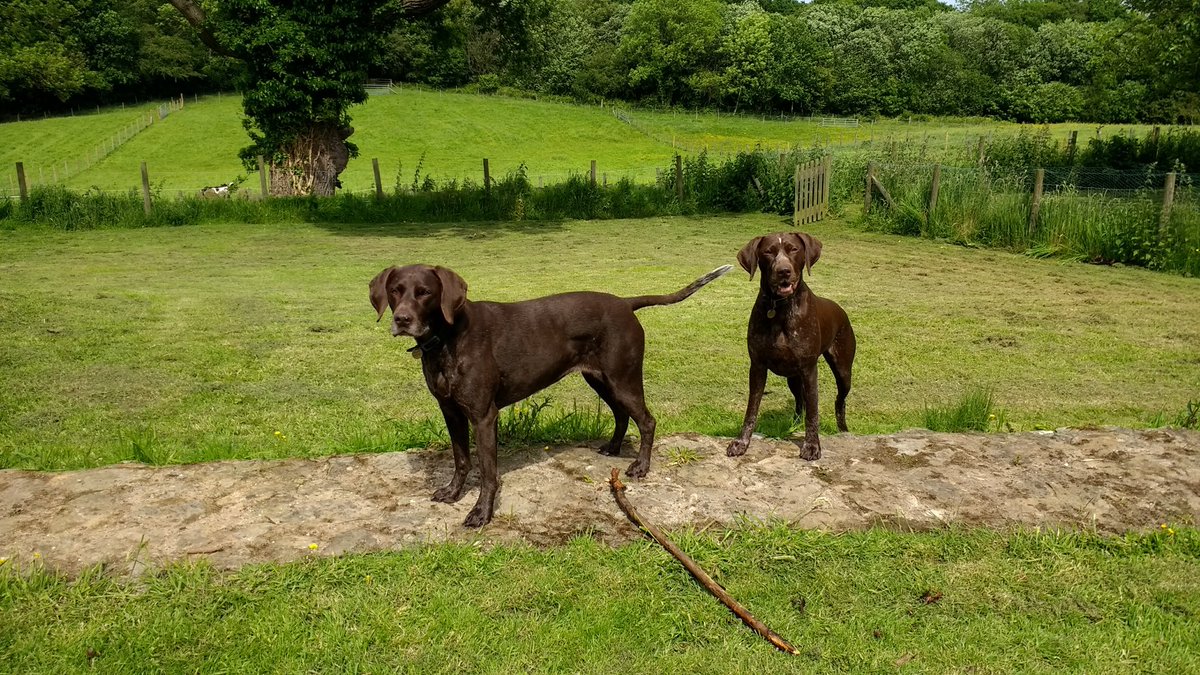 Remembering Pebble &amp; Myst (and Jess &amp; Jake before them) #PetRemembranceDay #dogs #gsp #GermanShorthairedPointer