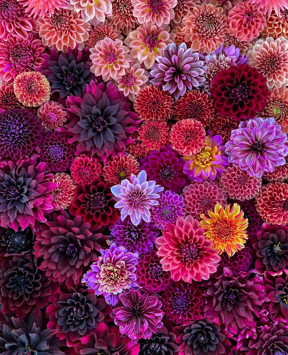 Okay, I have to share this…

There’s something about dahlias that just captivates me. Every single one is a work of art! 

If I could, I’d fill my entire garden with them! Who else is completely smitten by these beautiful flowers? 💖

📷Darcy’s dahlias