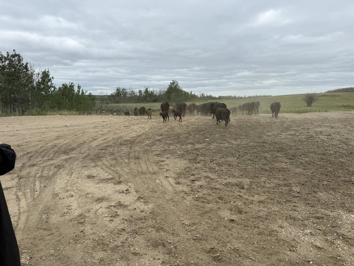 Kept one cow back as she had a new calf, but the rest were glad to get to bigger pastures yesterday.