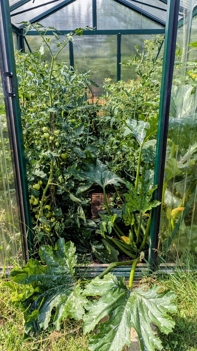 Der Dschungel bricht aus dem Gewächshaus aus.