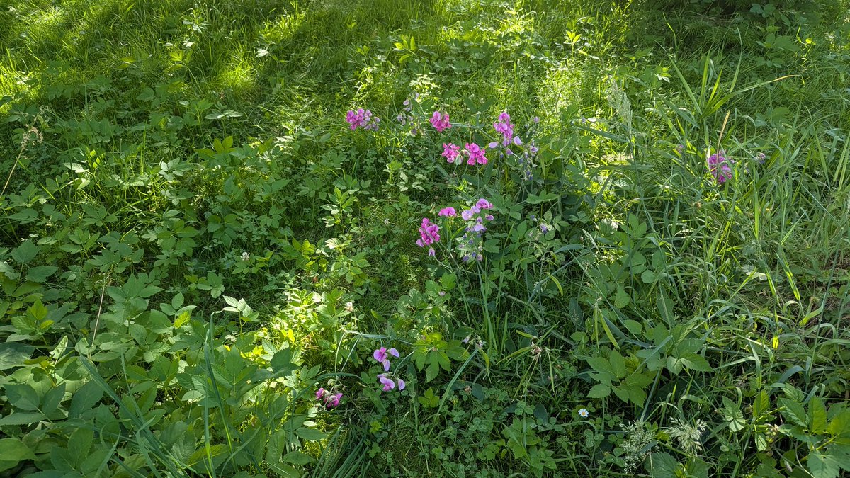 Gammaeule an Platterbse. Aktuell der beste Fotopunkt im Garten. Ein Geflattert und Gebrumme. Kann ich nur jedem empfehlen, bringt sich jedes Jahr selbst wieder auf und rankt sich ihren Weg.