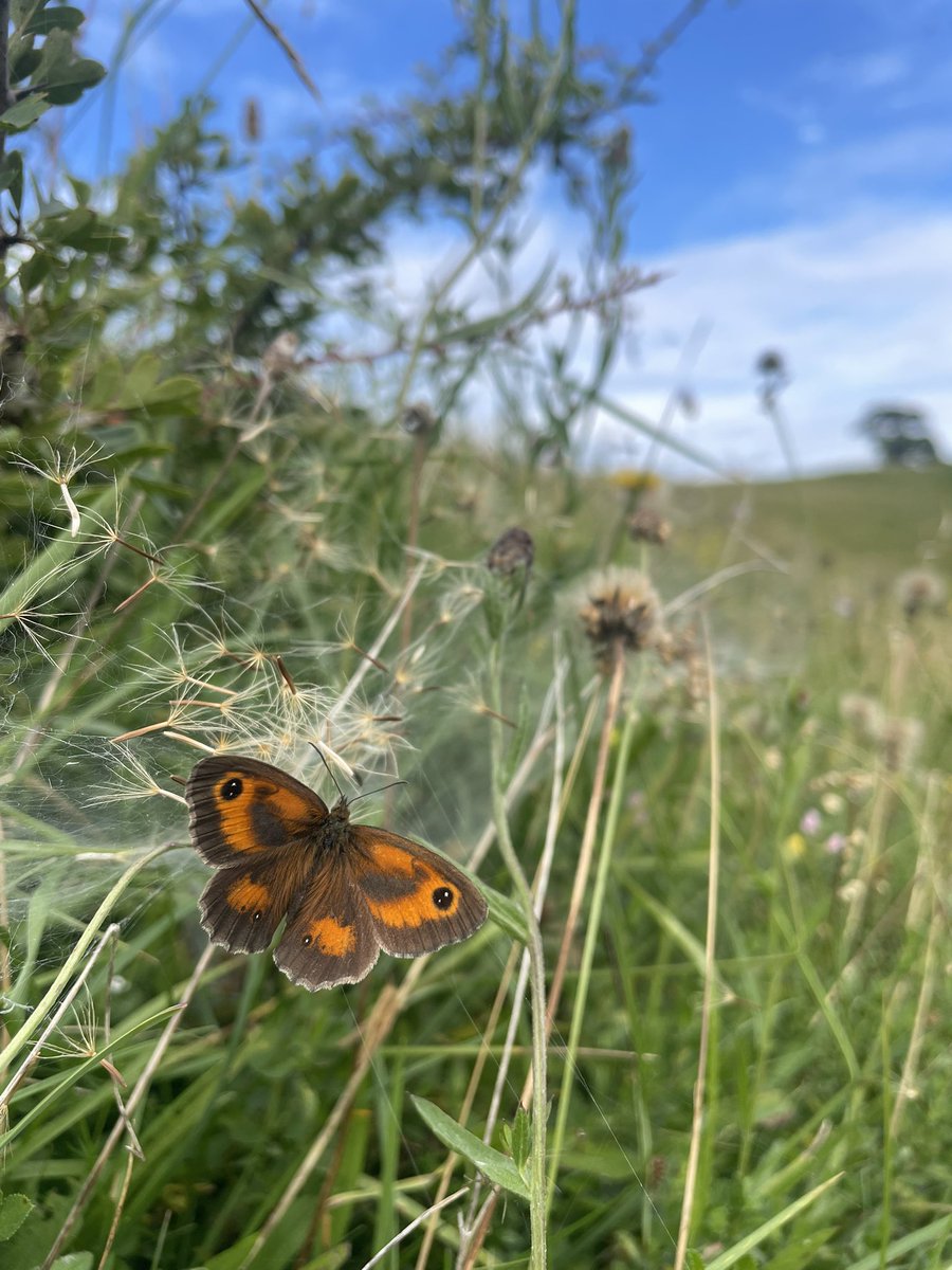 Gatekeeper, fresh as a daisy