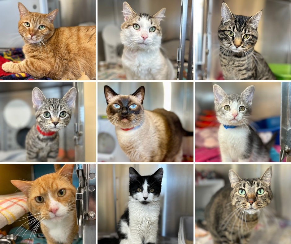 🙀We are bursting at the seams, and we need your help!🙀
Now through Sunday, July 13, all adult (1yr+) cat adopters will receive a 50% off coupon for our Animal Antics store at the time of adoption, good in-store for one item up to $50! Find your match at wihumane.org/adopt