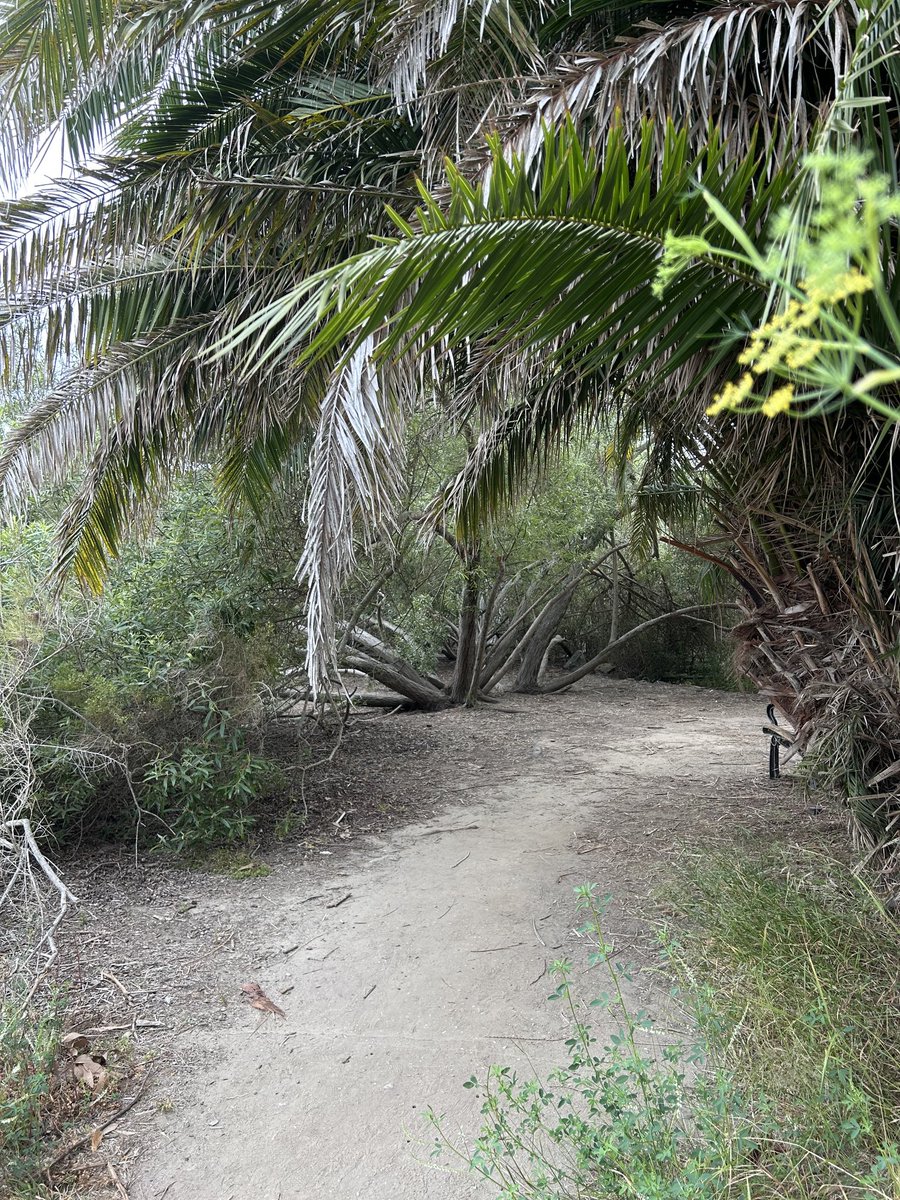 Carney_ART's tweet image. Make your time outside extraordinary.

#Nature #Extraordinary #CarneyArt #Love #Light #Joy #Magic #Lagoon #Path #Mornings #Outside #Hike