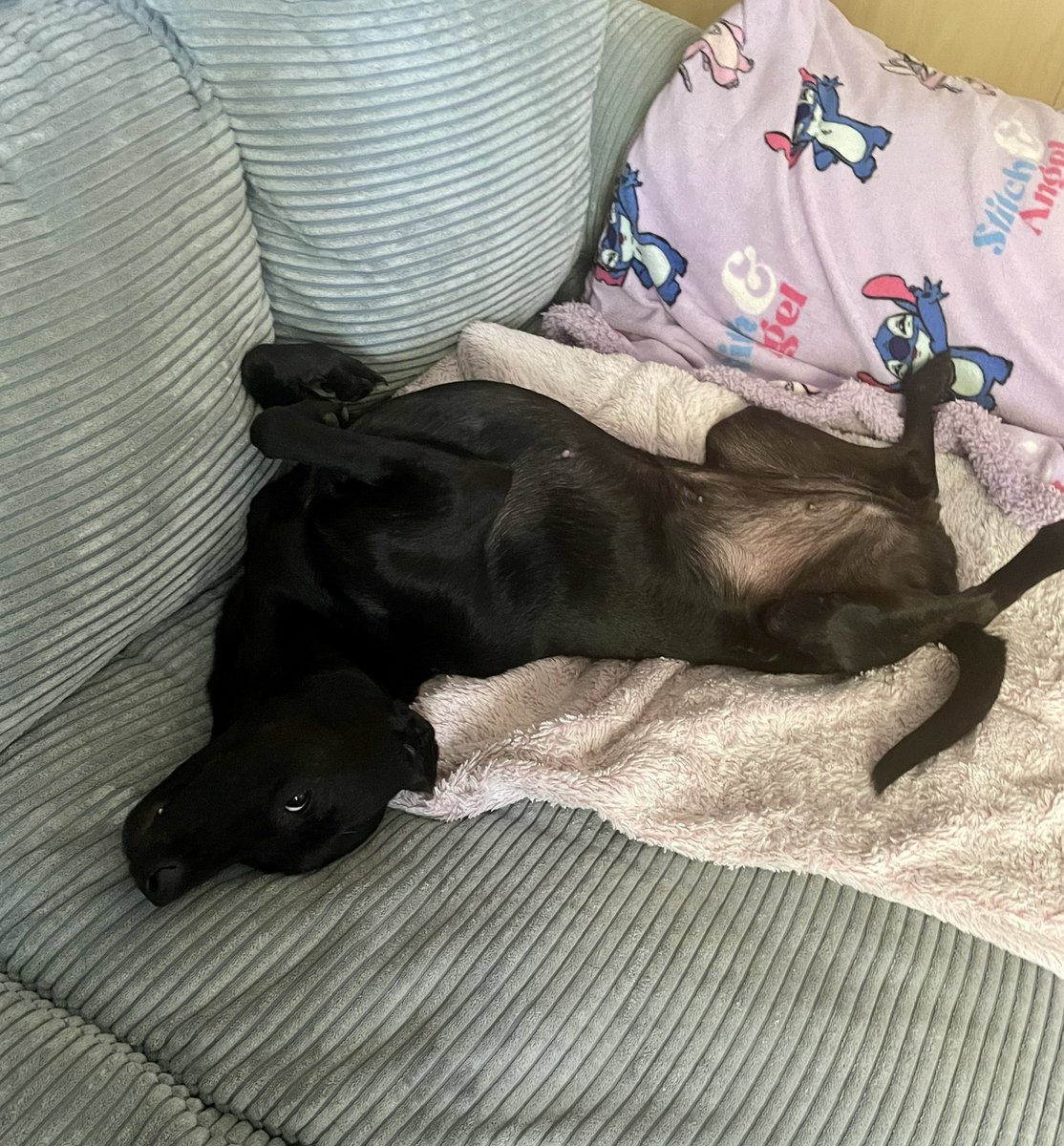 PrnPummeluff's tweet image. Seit dem neuen Sofa verbringt Romina 90% ihrer Zeit in dieser Position 馃珷