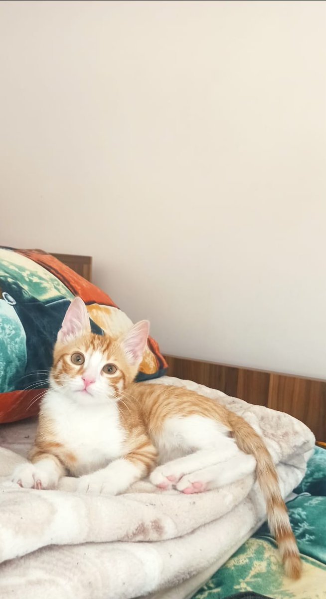 SOKAĞA ATILACAK ACİL YUVA..!
Yabancı uyruklu aileye sahiplendirilmis onlarda şimdi istemiyor 
Daha bebek 3.5 aylık erkek 🐾
Bu güzellik sokağa gitmesin 
Çok Acil yuva korunaklı alan 😿🙏🏼
Büyüdüğünde KISIRLAŞTIRMASINDA YARDIMCI OLACAĞIM 
📍 ANKARA
0538 471 63 97