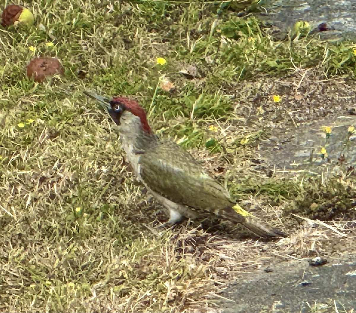 Our local noisy woodpecker is having a clearing up insects in the garden!