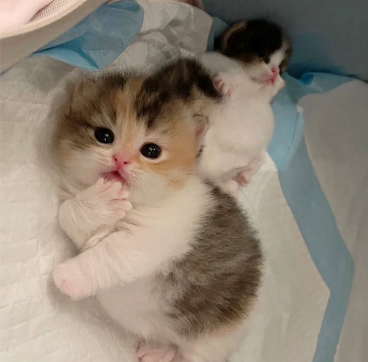 clappedjester's tweet image. 