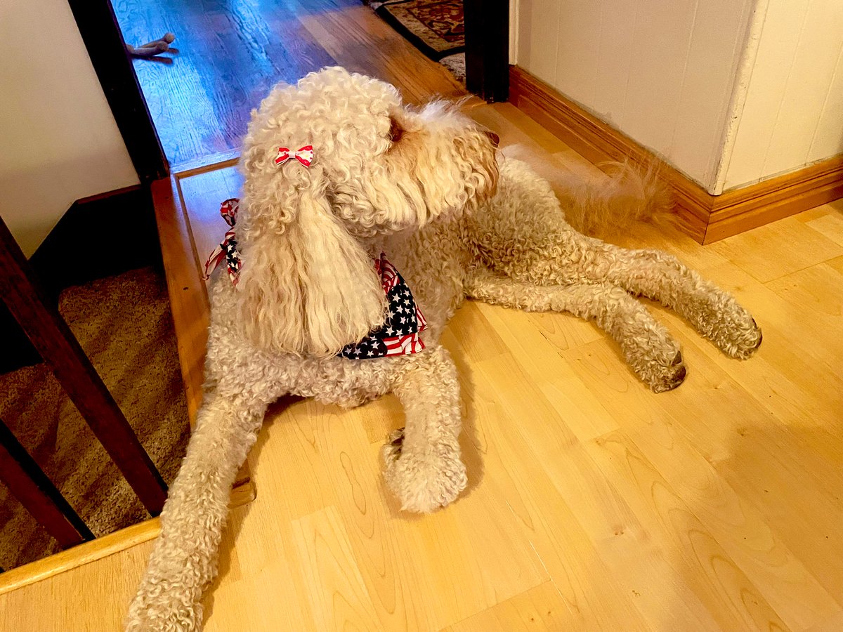 Patriotic puppy, showing off her red, white &amp; blue!

🐩❤️🤍💙

#FourthOfJuly
