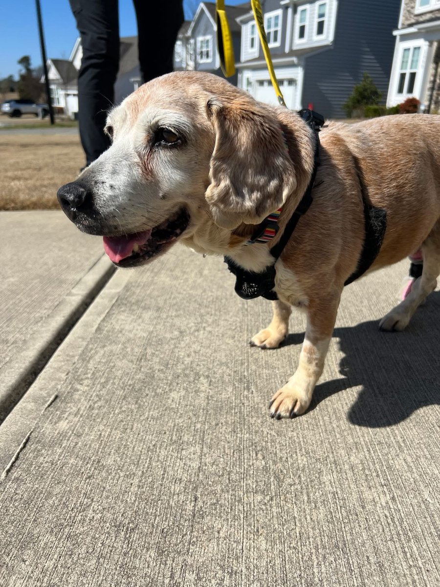 Adoptable senior beagle of the day-REBA! tribeagles.org/product/reba/