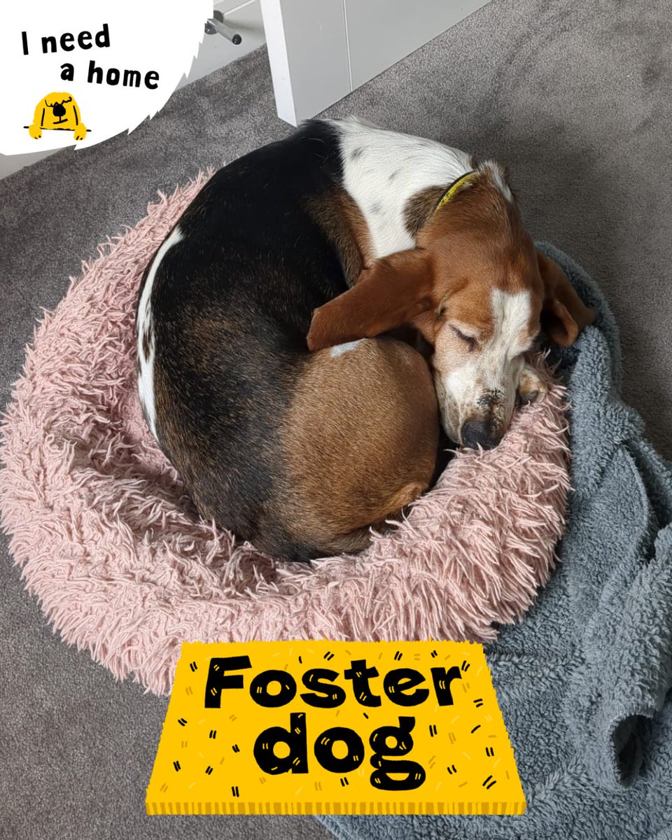 Dogs Trust Dundee (@dt_dundee_) on Twitter photo Dixie is dreaming of her forever home 💛
This gentle 6-year-old Basset has settled into foster life, with garden potters, snuggles and long cosy snoozes 🐾
She’d love a calm home with a secure garden and someone in most of the day.
👉 Apply: bit.ly/4kndyBQ
<a href="/DogsTrust/">Dogs Trust 💛🐶</a> Dixie is dreaming of her forever home 💛
This gentle 6-year-old Basset has settled into foster life, with garden potters, snuggles and long cosy snoozes 🐾
She’d love a calm home with a secure garden and someone in most of the day.
👉 Apply: bit.ly/4kndyBQ
<a href="/DogsTrust/">Dogs Trust 💛🐶</a>