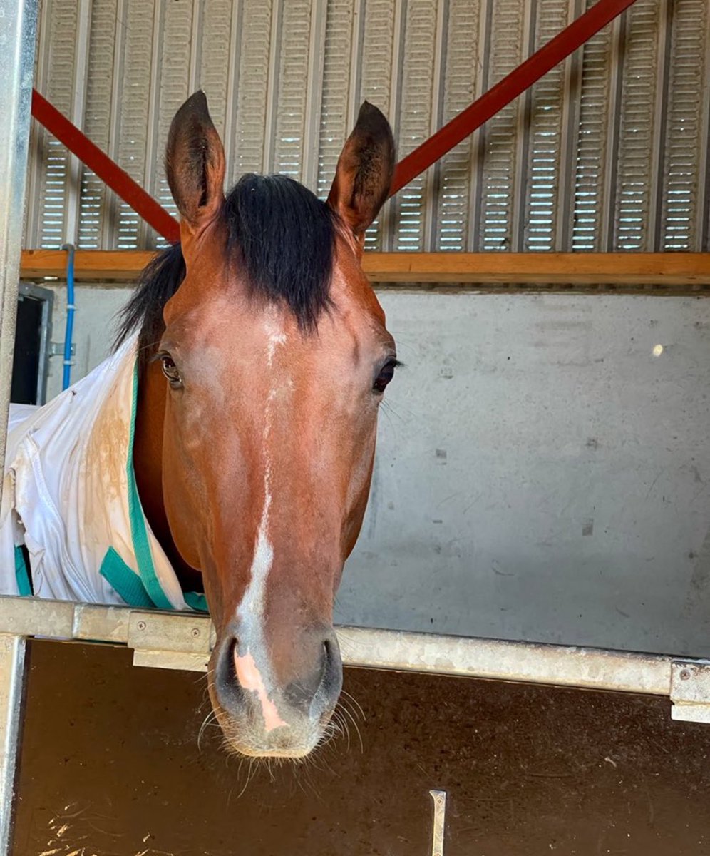 We run Showtime Mahomes <a href="/CarlisleRaces/">Carlisle Racecourse</a> for <a href="/granttuerracing/">Grant Tuer Racing</a> with <a href="/elizabeth_gale9/">Elizabeth Gale</a> having her 1st ride in the <a href="/muffed_punt/">The Muffed Punt Partnership</a> colours. Good luck to all