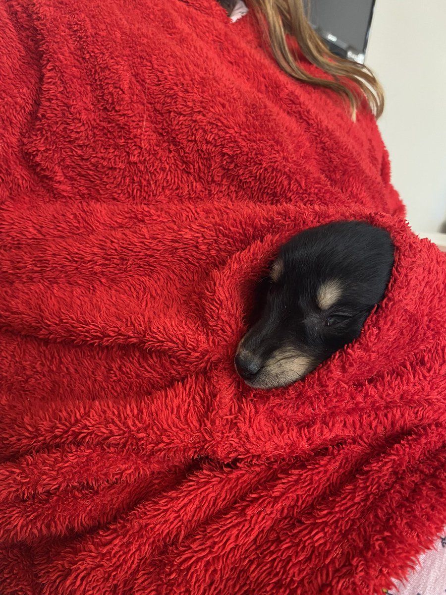 Seni çok özledim Mandalina ya