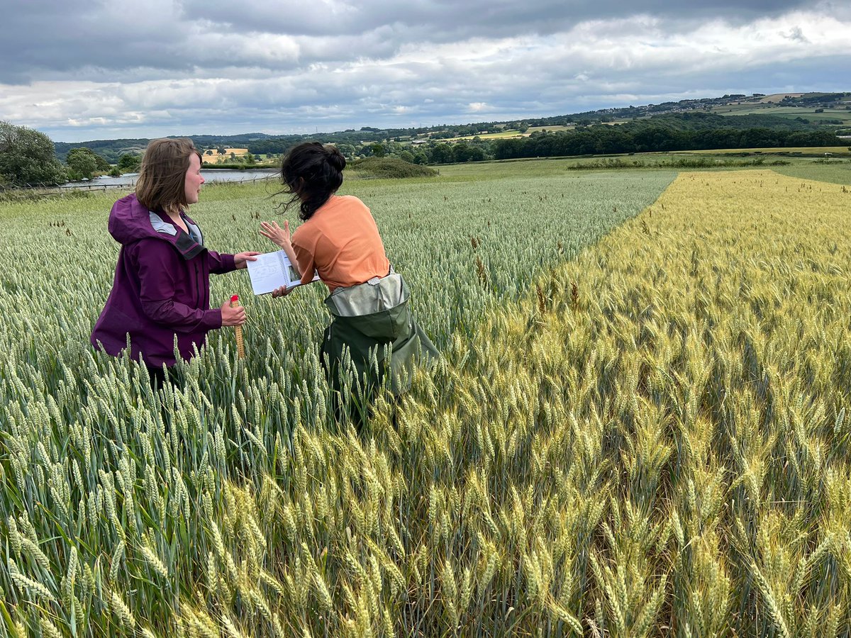Organic Research Centre (@orgrescent) on Twitter photo Final measurements of winter wheat strips drilled & managed by organic farmers across England <a href="/LiveSeeding/">LiveSeeding</a>, seed costs supported by Organic Arable & the breeders. Working towards better outcomes for organic arable producers through the power of successful collaboration 🙏 Final measurements of winter wheat strips drilled & managed by organic farmers across England <a href="/LiveSeeding/">LiveSeeding</a>, seed costs supported by Organic Arable & the breeders. Working towards better outcomes for organic arable producers through the power of successful collaboration 🙏