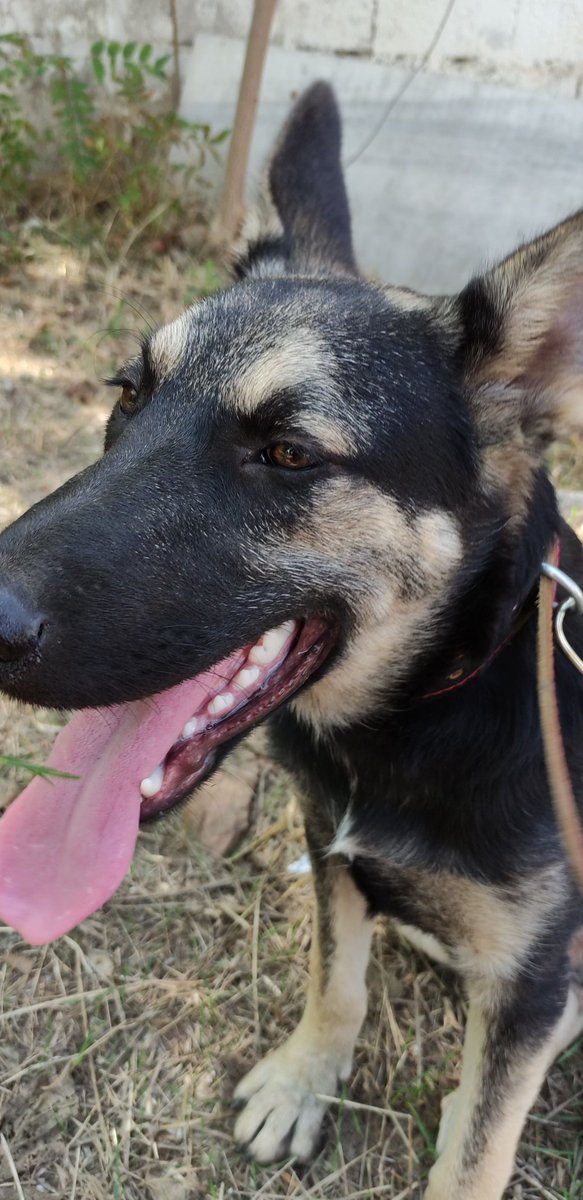 şakuntalā tweet media