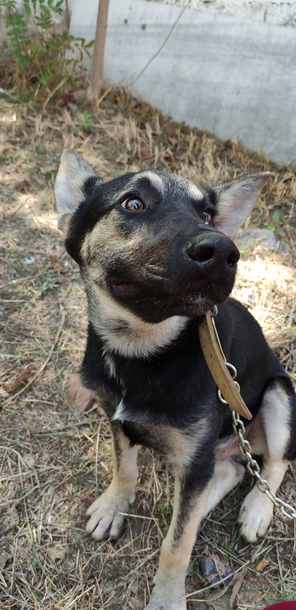 şakuntalā tweet media