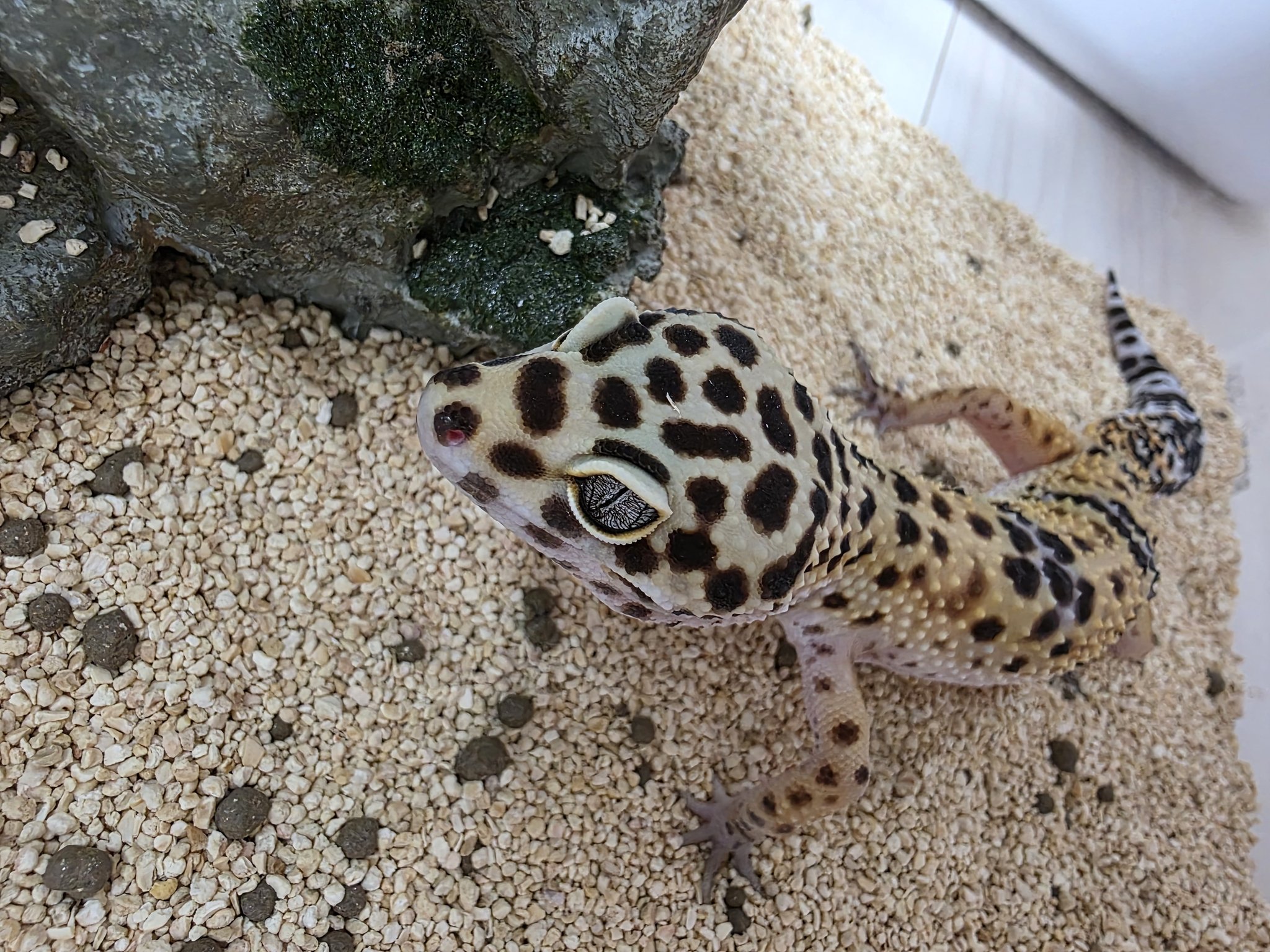 ねね様 オーダー専用ページ