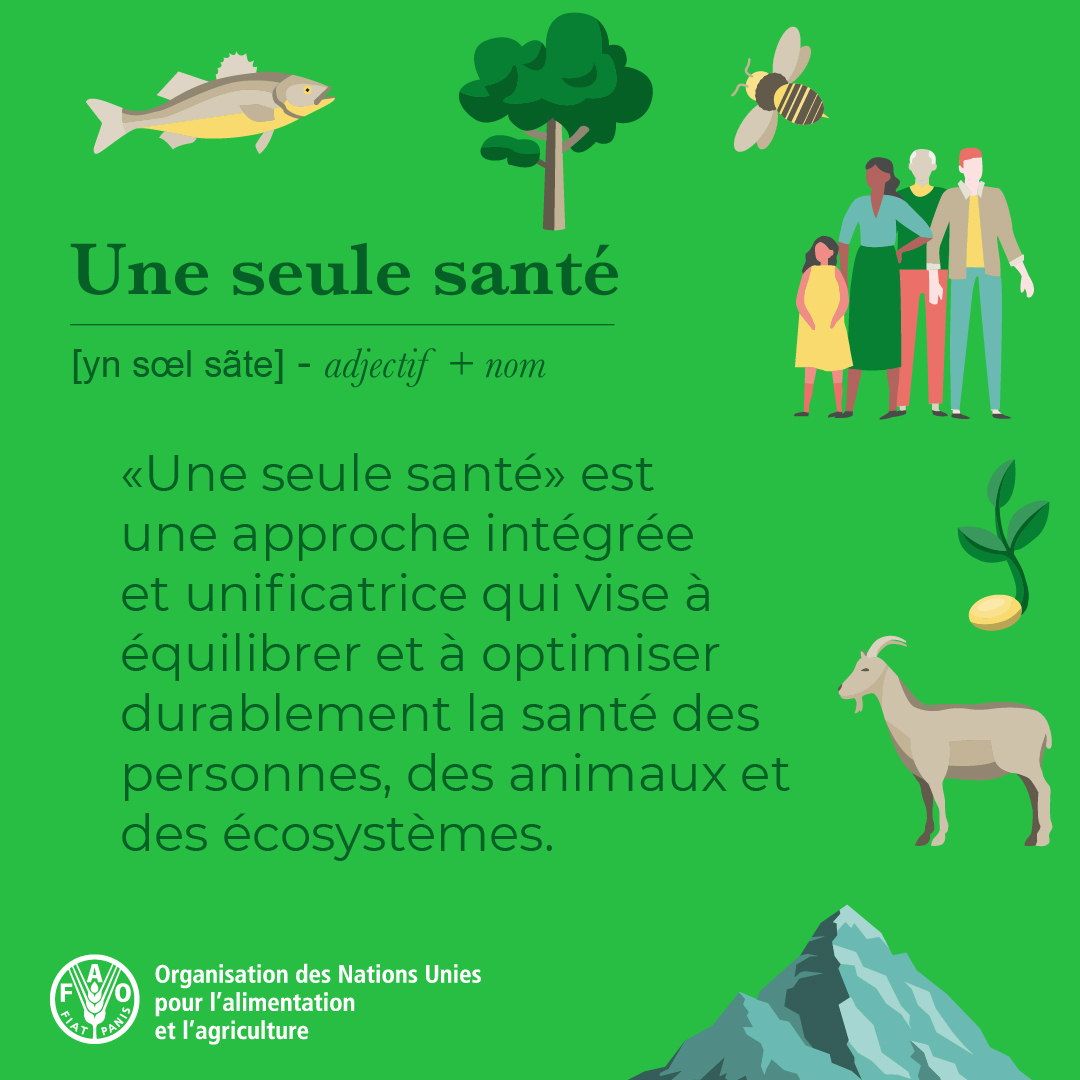 La santé humaine, animale, végétale et environnementale sont inextricablement liées.
Nous devons donc collaborer avec tous les secteurs.

L'approche #UneSeuleSanté est essentielle.

En savoir plus 👉 fao.org/one-health/fr

#SantéAnimale