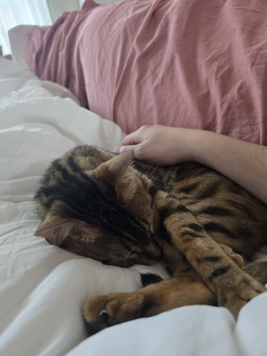 DdeokPocky's tweet image. Wanting to go to AX early vs not wanting to wake up a cat that's snuggling with me 🥲