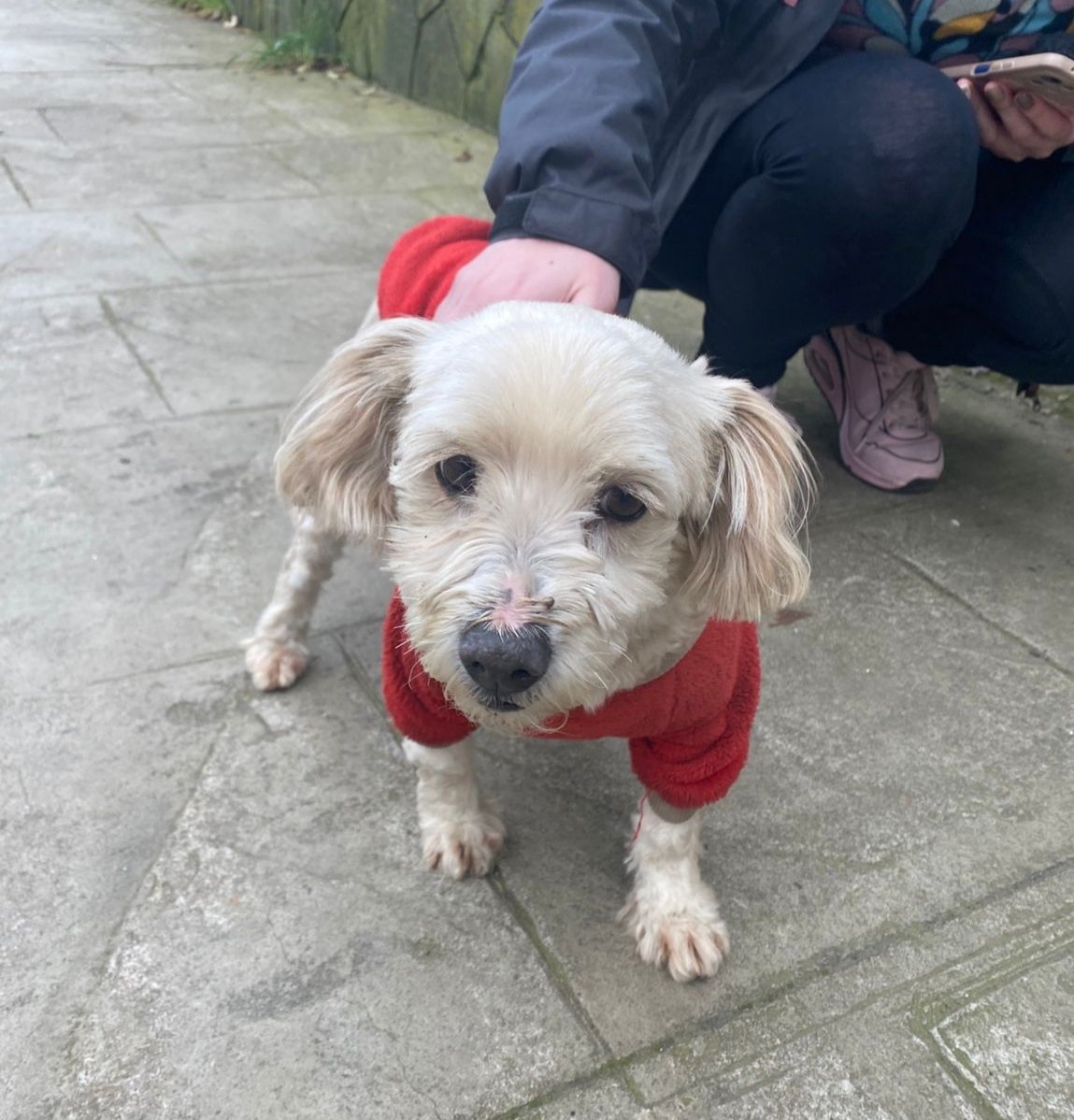 Kariniwiss's tweet photo. Perrita perdida en la esquina de Carlos Andwandter con Caupolicán, contactarse al fono 986896683 favor compartir #valdiviacl https://t.co/l5g9gTP7Fp