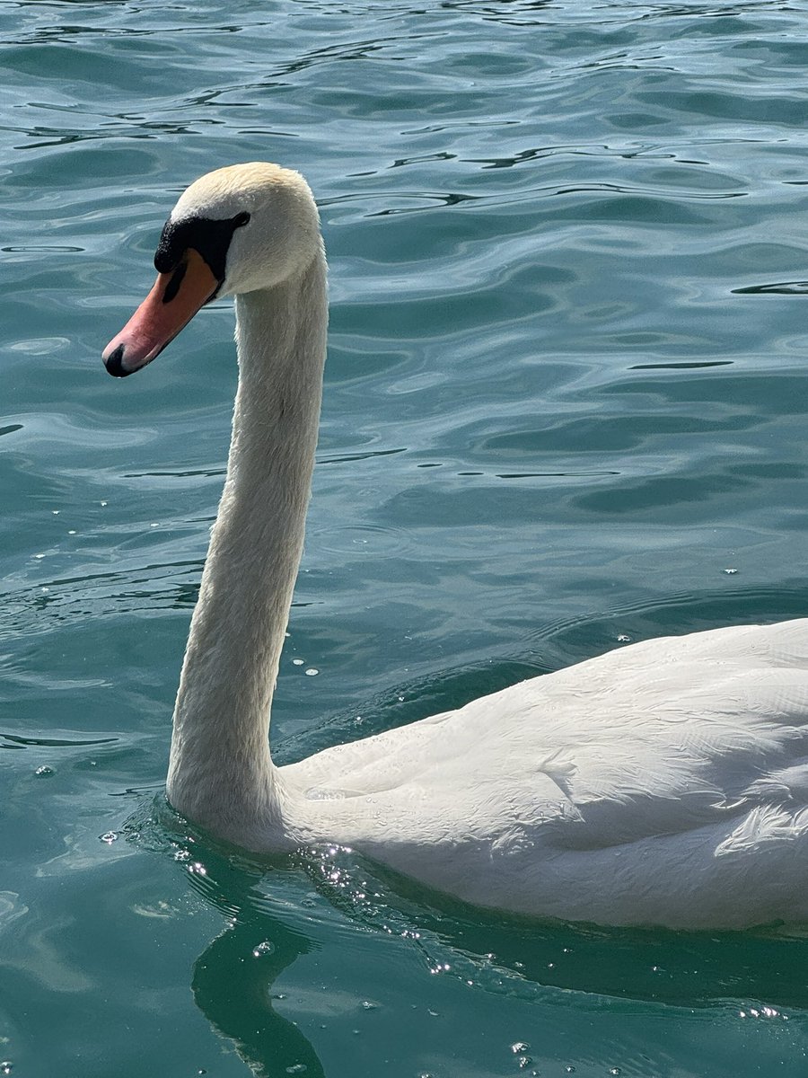 Anybody interested in some Swiss ducks?