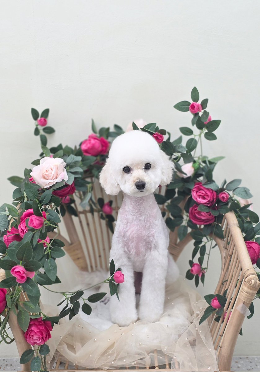 책상 위의 꼬마 친구
순삐 coming soon🐶