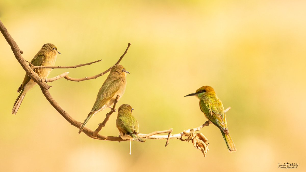 wildlife_sg's tweet photo. When you're trying to blend in but your bodily functions betray you.😜!!

#awkward #wildlifephotography #birdphotography https://t.co/uHJPbvcwPr