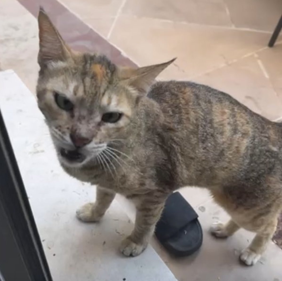 wowmaoj15's tweet photo. I get feral when I’m hungry! 😤 https://t.co/DUCwAIKn6n