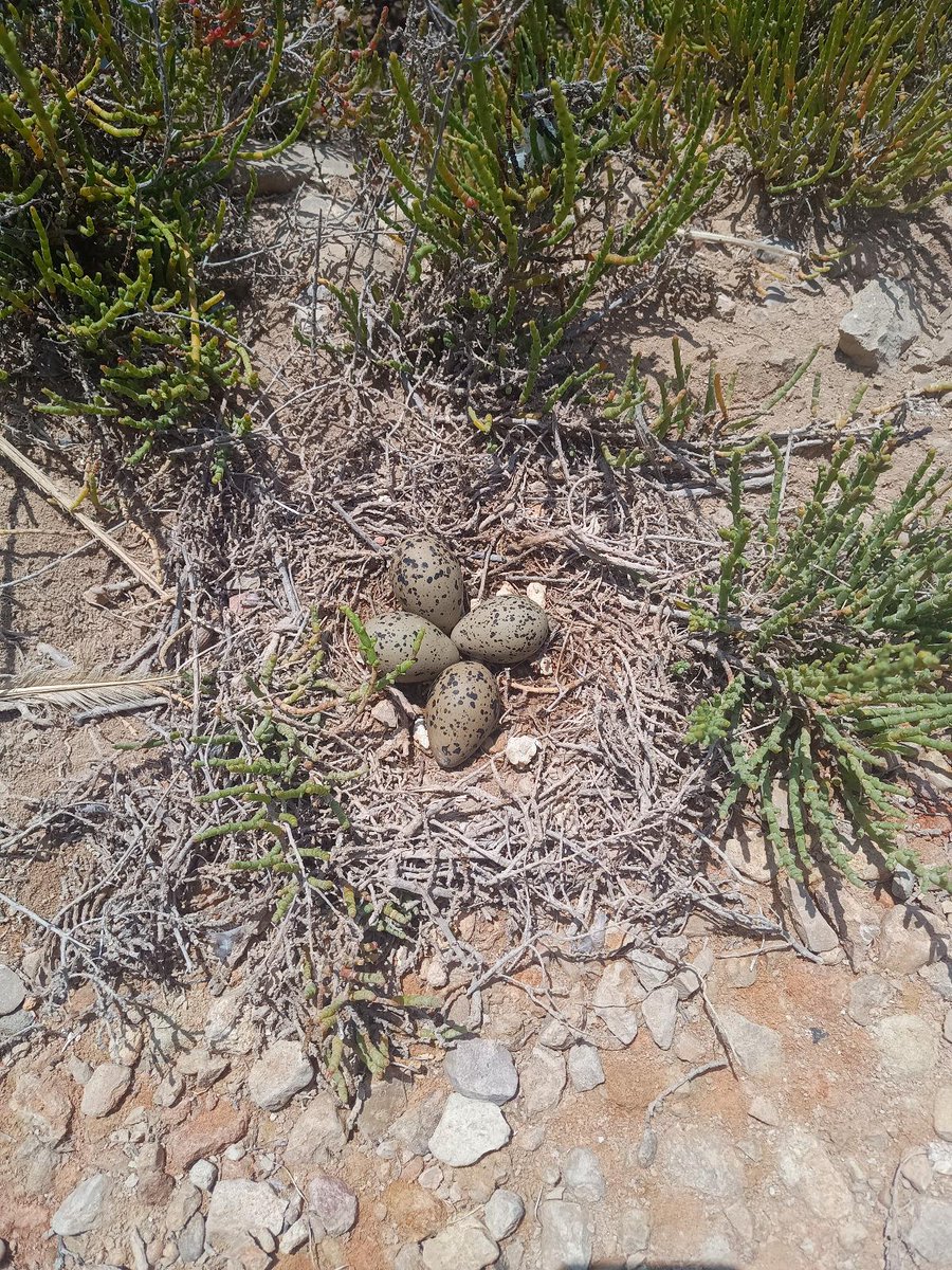 ceabcsic's tweet image. Avui els protagonistes tenen plomes! 🐦🌊 Dins dels projectes #SLEEP i #DEMORES fem seguiment d’ocells marins al Delta de l'Ebre!
📍Hi anellem gavines corses, capturem xatracs i fem seguiment reproductor per entendre com viuen i millorar-ne la conservació 🌍🙌 @parcscat