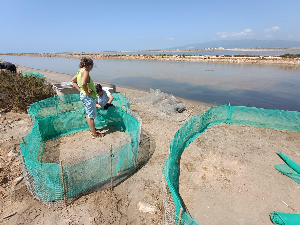 ceabcsic's tweet image. Avui els protagonistes tenen plomes! 🐦🌊 Dins dels projectes #SLEEP i #DEMORES fem seguiment d’ocells marins al Delta de l'Ebre!
📍Hi anellem gavines corses, capturem xatracs i fem seguiment reproductor per entendre com viuen i millorar-ne la conservació 🌍🙌 @parcscat