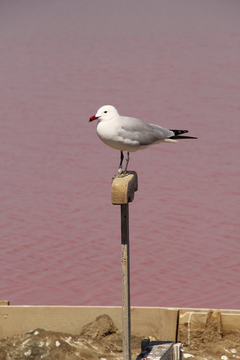 ceabcsic's tweet image. Avui els protagonistes tenen plomes! 🐦🌊 Dins dels projectes #SLEEP i #DEMORES fem seguiment d’ocells marins al Delta de l'Ebre!
📍Hi anellem gavines corses, capturem xatracs i fem seguiment reproductor per entendre com viuen i millorar-ne la conservació 🌍🙌 @parcscat