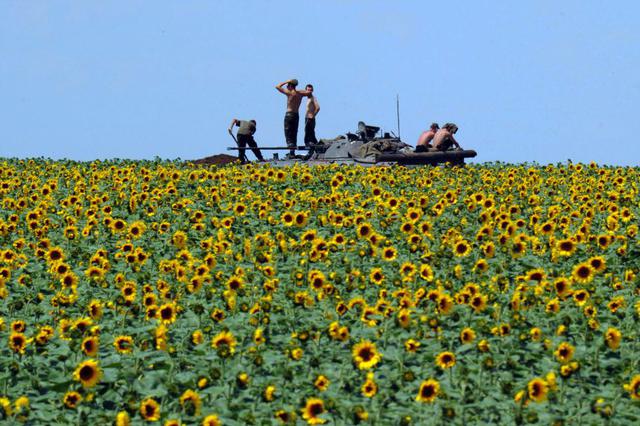 Ukrainian squad resting amid a field of sunflowers
Outskirts of Sloviansk, July 2014