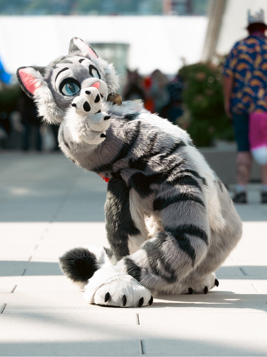 It's been so cat hours at Anthrocon! Couldn't ask for a better con.
Come find me roaming the block party this afternoon.

📷: <a href="/sockfox/">sock</a>