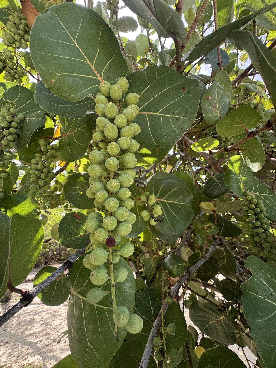 What's the name of this fruit?