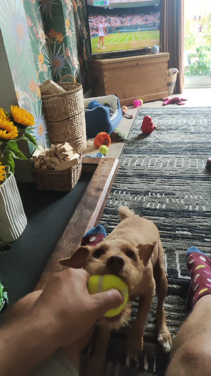 ❤️❤️❤️🐶🍓🍓🍓🎾🎾 Winnie loves her tennis balls. I love watching Wimbledon. She would love being a Ball dog 🐕