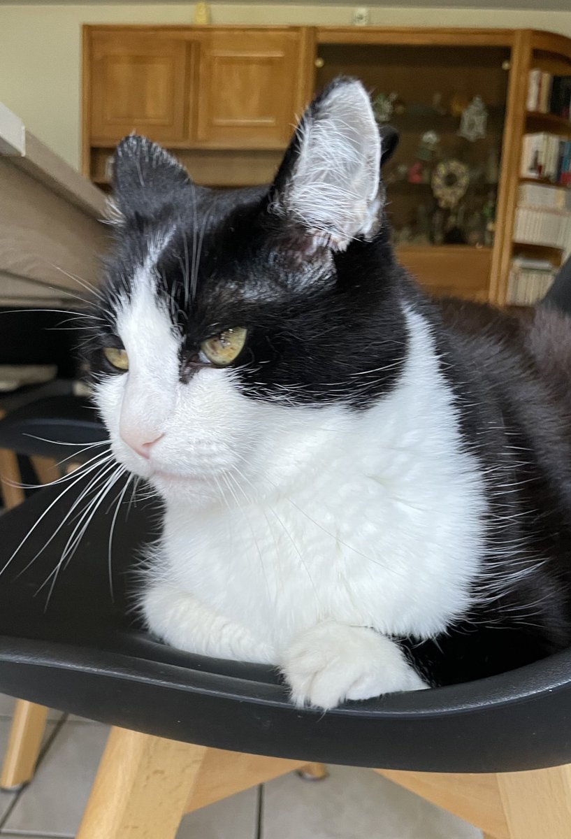 J’ai pas de photo de mon chat bébé parce que je l’ai adopté à un peu plus d’un an mais une photo de lui, 15 ans, qui se remet d’une tumeur cancéreuse à la patte et qui continue à vivre sa best life 🫶🏻