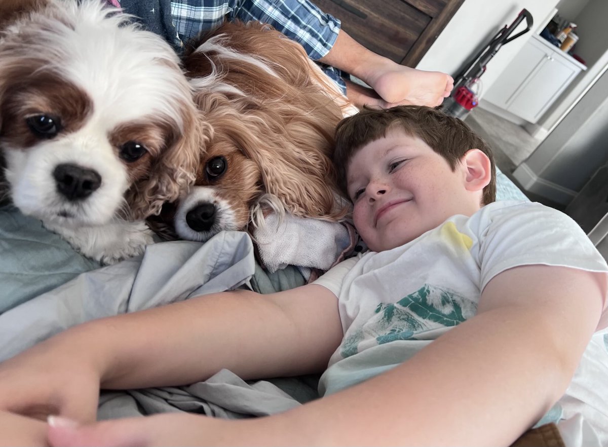 Good morning from the boys 🐶🐶👦 ⁦<a href="/Ollie_P_QT/">TheBlenheimMenaces</a>⁩