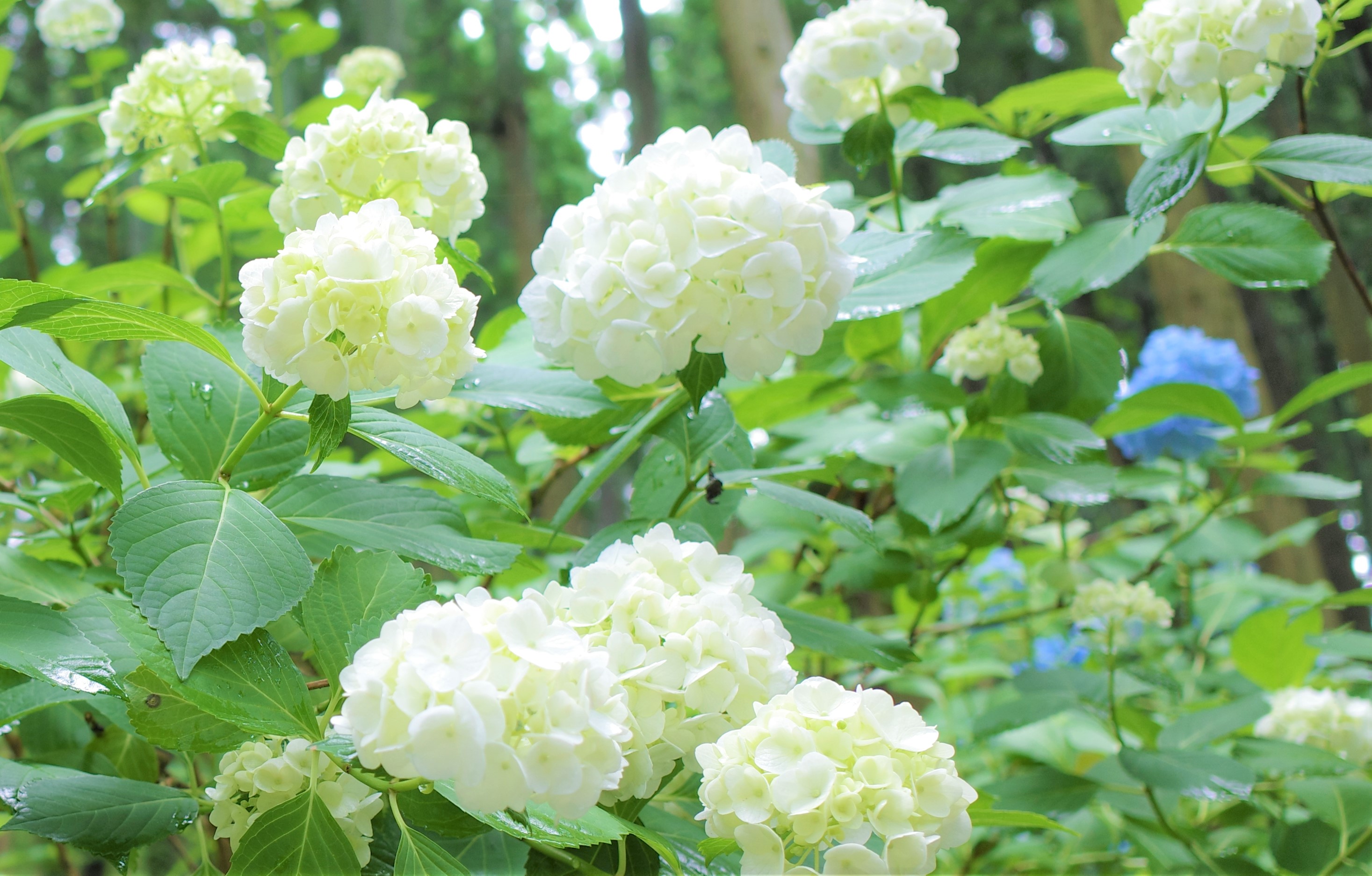 花道 - অনুসন্ধান / X