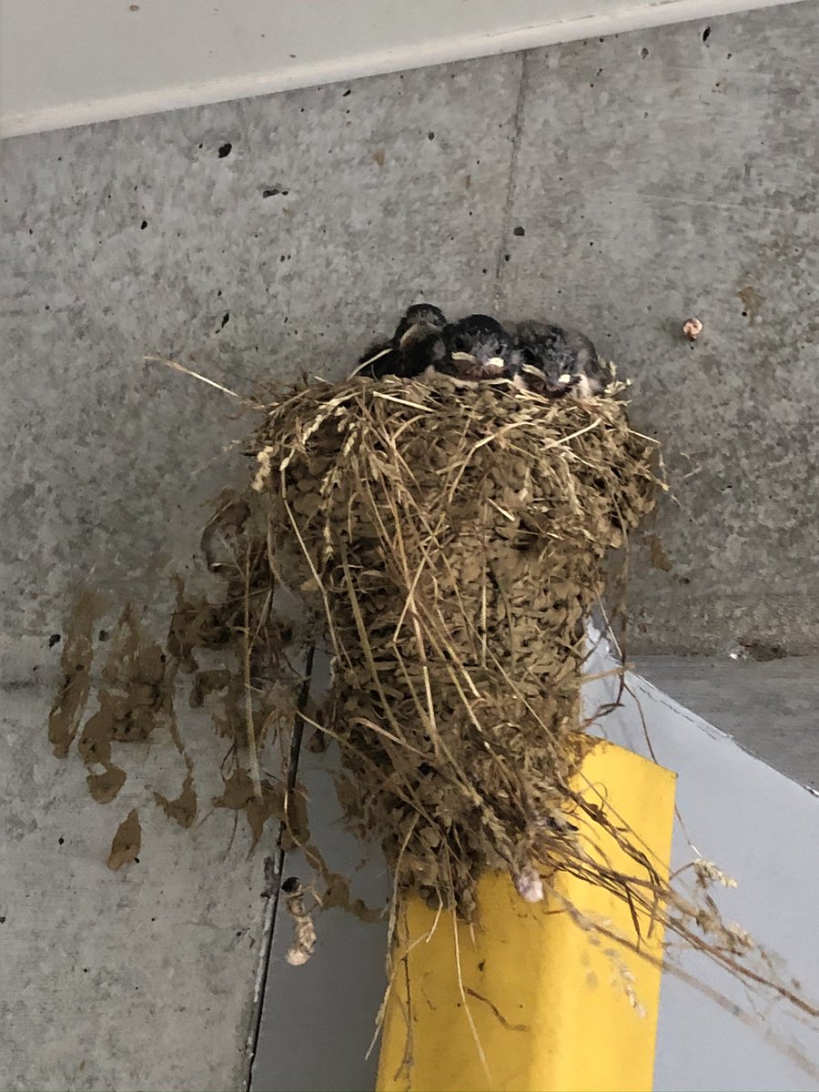 今日は朝から職場があるビルに入り込んで出られなくなったツバメの雛を捕まえて、巣に戻してあげた。
上の階の保育園の保育士さんが網やバケツで捕まえようとしていたけど無理そうで、私、咄嗟に素手で掴んだ🕊️
白文鳥を長年飼っていたからね…傷つけずに捕まえられた。スクスク育ってね☺️