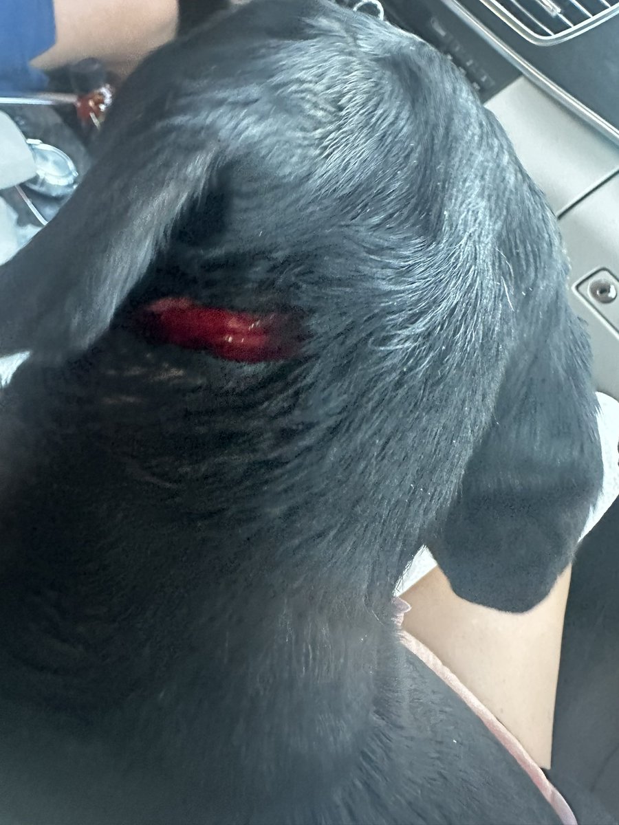 Someone fucked around and found out last night.  Nothing like driving 30 mins to the nearest emergency vet on the 4th of July 🙄