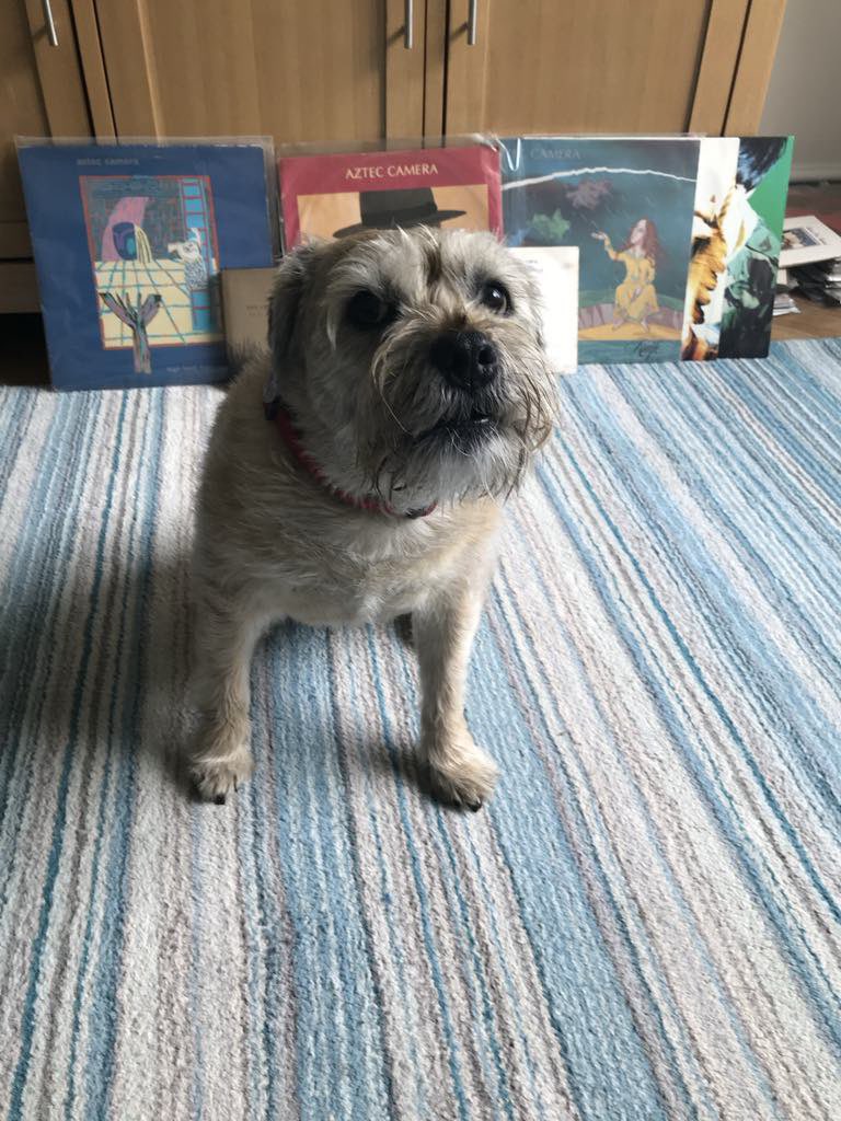 helbo1's tweet image. Apparently it’s #PetRemembranceDay today.
So here’s the magnificent,
much-missed Millie.
A solid Border Terrier ❤️